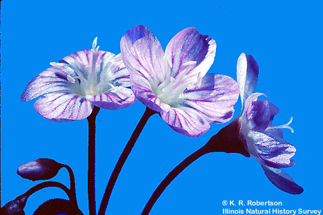 [FMP-field: image]