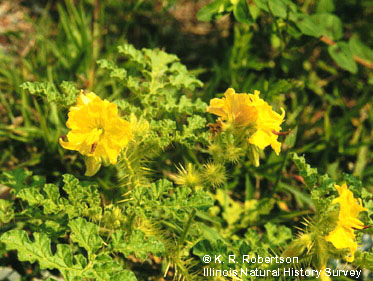 [FMP-field: image]