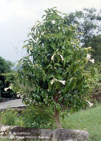 [FMP-field: image]