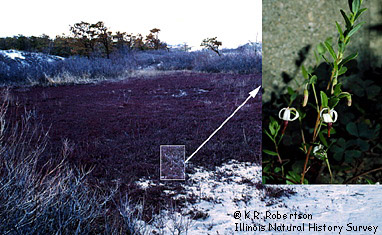 [FMP-field: image]