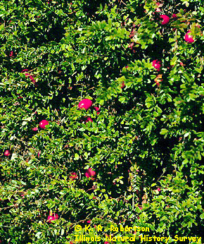 [FMP-field: image]