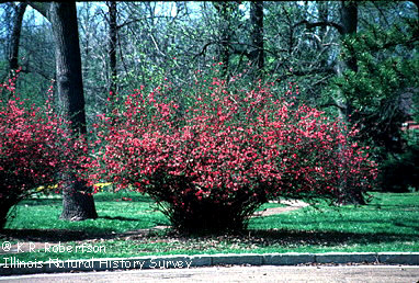 [FMP-field: image]