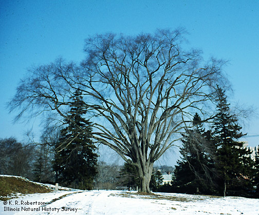 [FMP-field: image]