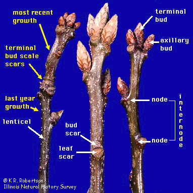 Tree Anatomy: Twigs & Buds