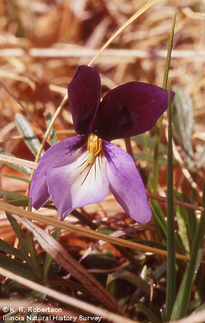[FMP-field: image]