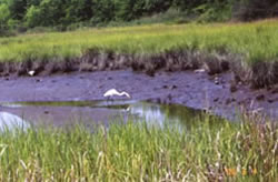 natural marsh