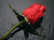 [rose]