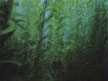 [seaweed]