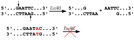 RFLP fig. 1