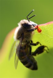 Apis mellifera