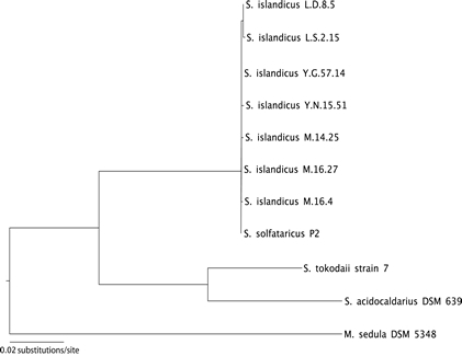 phylogeny